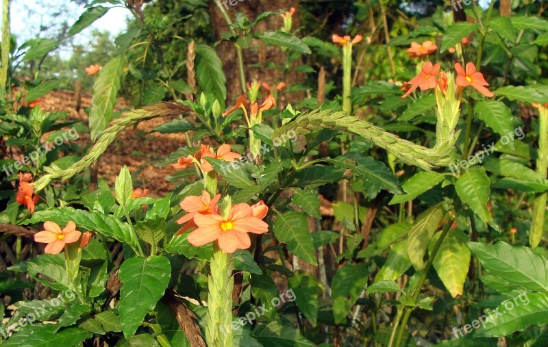 Flower Red Flora Crossandra Infundibuliformis Firecracker Flower