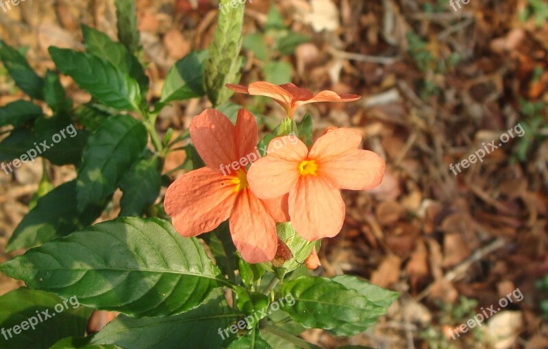 Flower Red Flora Crossandra Infundibuliformis Firecracker Flower