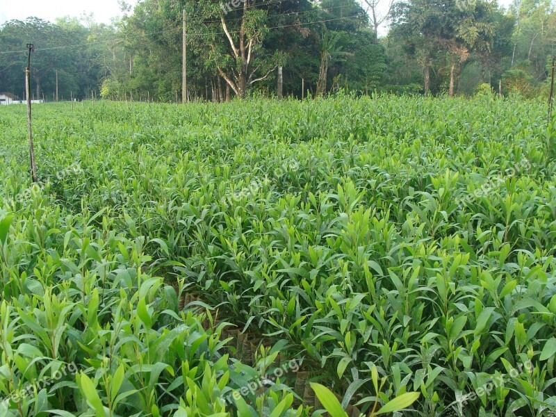 Nursery Forest Plants Seedlings Green