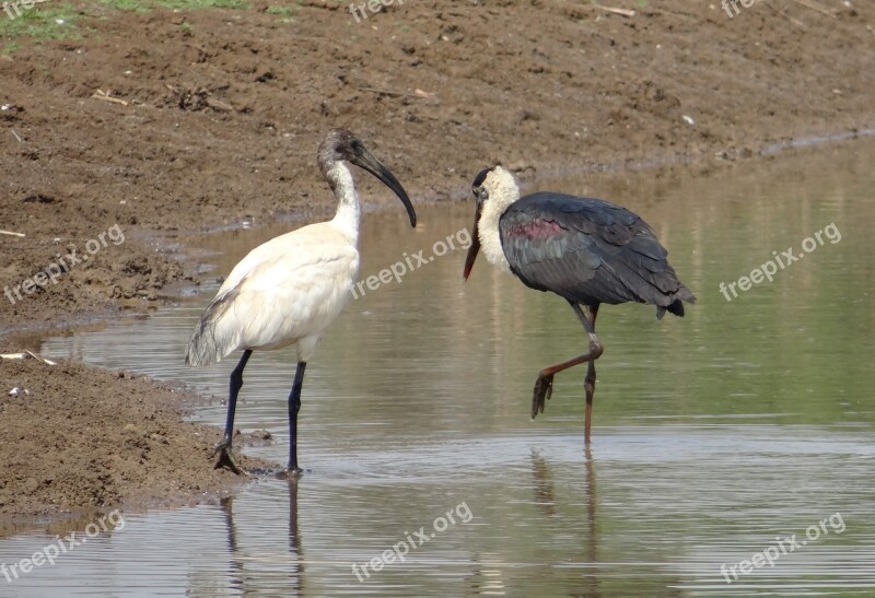 Stork Woolly Necked Ciconia Episcopus Ibis