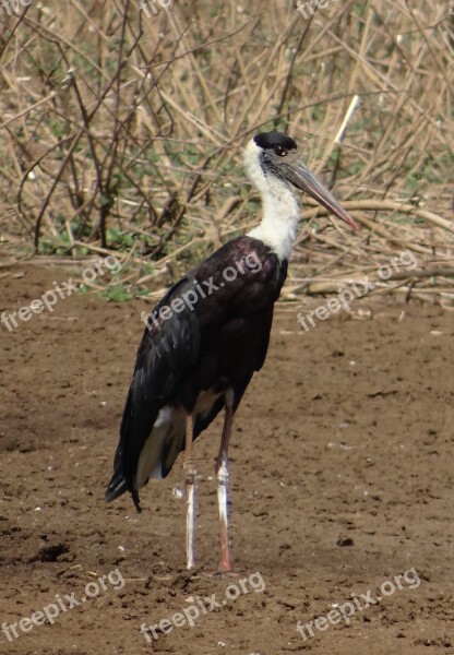 Stork Woolly Necked Ciconia Episcopus Bird