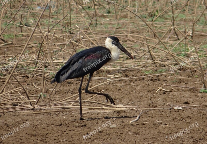 Stork Woolly Necked Ciconia Episcopus Bird