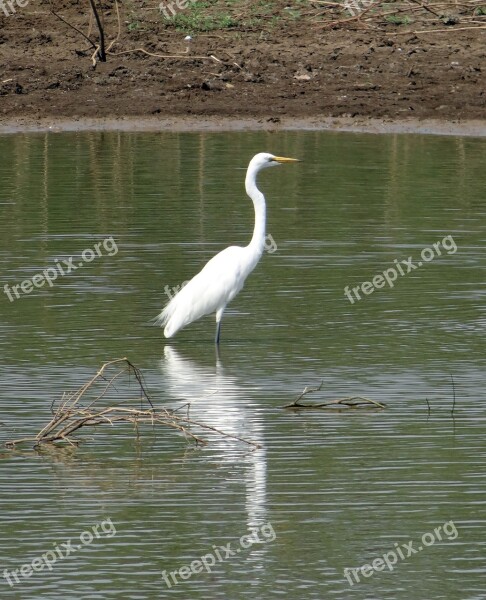 Great Egret Ardea Alba Egret Bird Wader