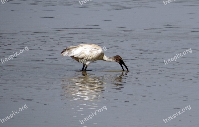 Ibis White Ibis Bird Wildlife Fauna