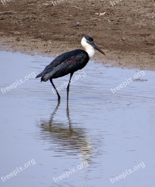 Stork Woolly Necked Ciconia Episcopus Bird