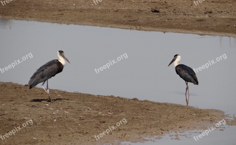 Stork Woolly Necked Ciconia Episcopus Bird