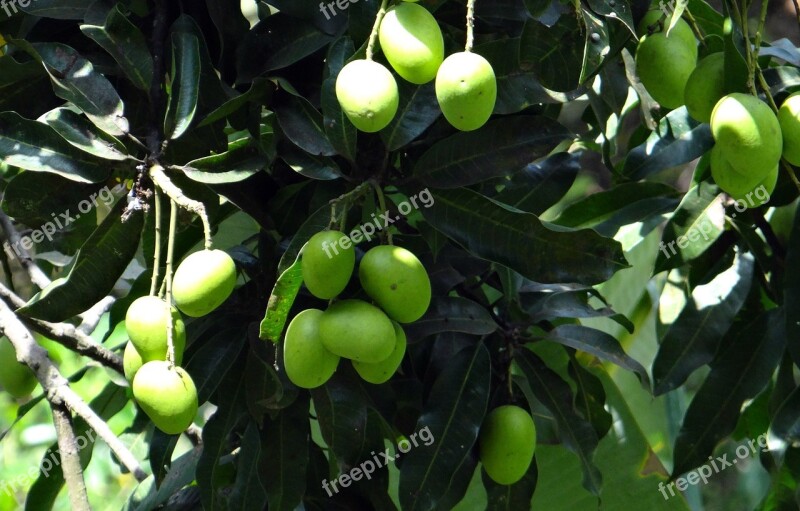 Mango Wild Mango Fruit Green Unripe