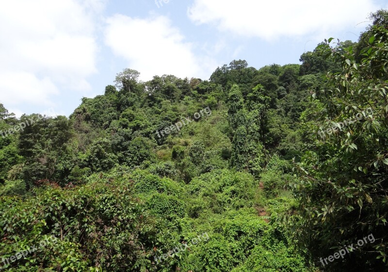 Forest Evergreen Sahyadri Western Ghats Mountains