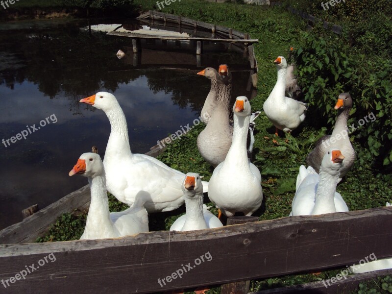 Geese Birds Meadow Bird Free Photos