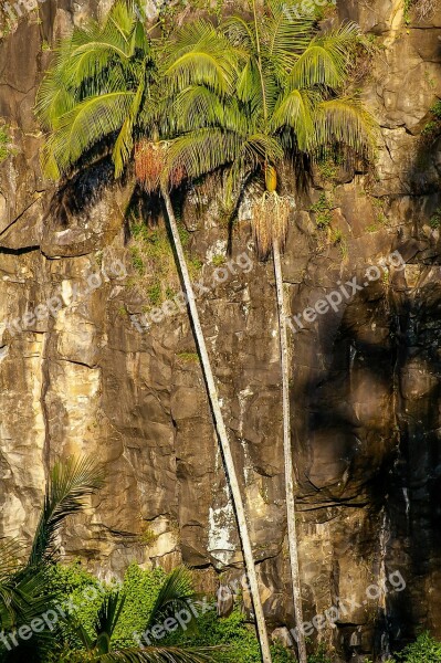 Rock Cliff Steep Palms Trees