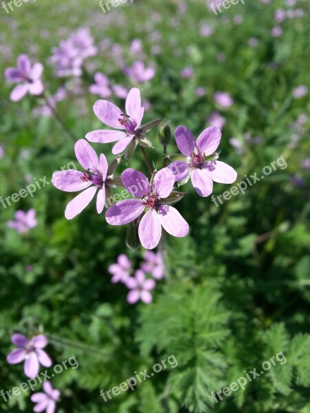 Wildflowers Purple Green Flower Summer