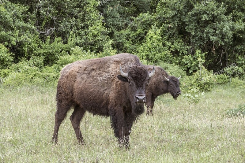 Bison Buffalo Livestock Ranch Grazing