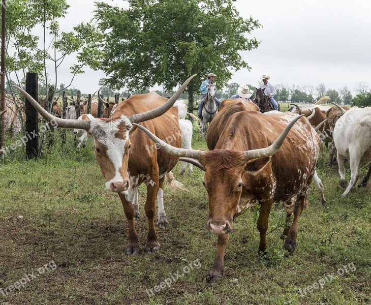 Longhorn Cattle Ranch Livestock Beef Agriculture