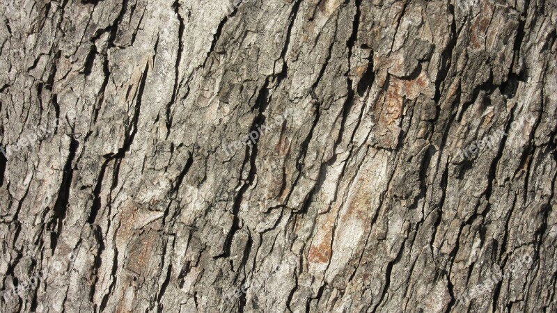 Bark Ridge Tree Bark Pattern Texture