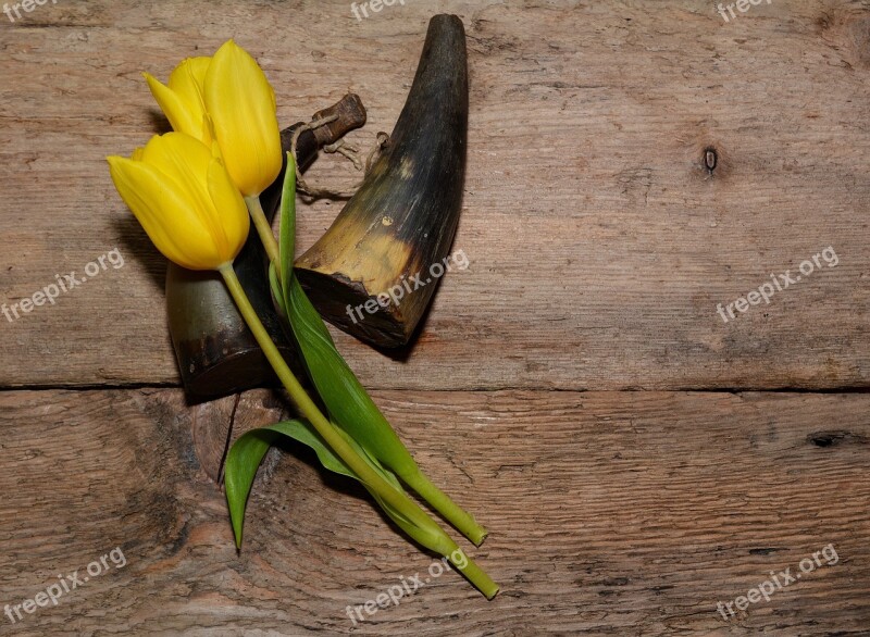 Tulips Flowers Yellow Cut Flowers Yellow Flowers