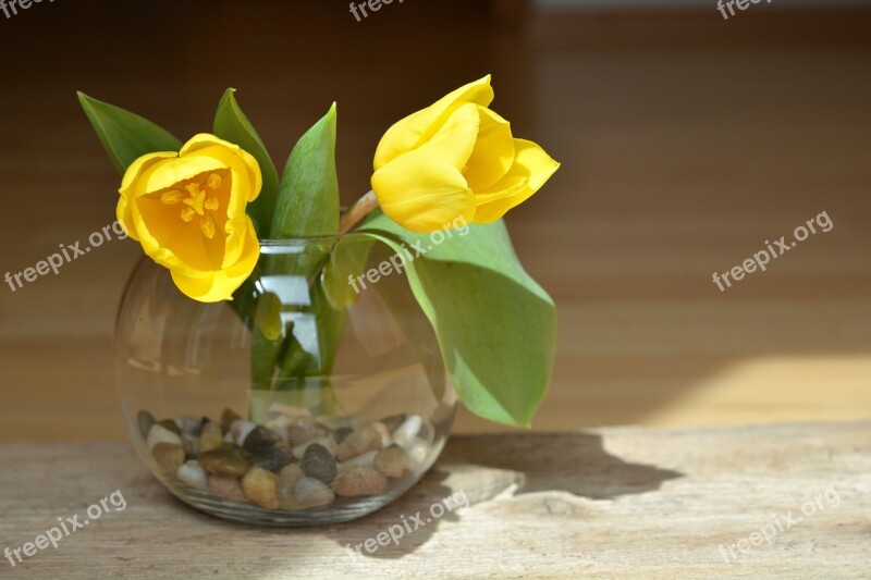 Tulips Flowers Yellow Yellow Flowers Cut Flowers