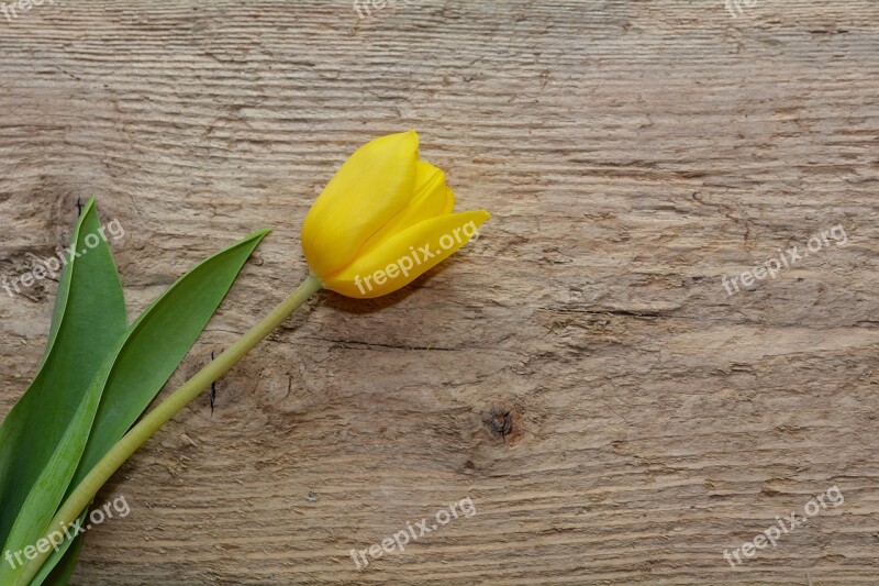 Tulip Flower Schnittblume Spring Flower Yellow