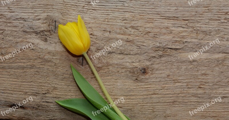 Tulip Flower Schnittblume Spring Flower Yellow