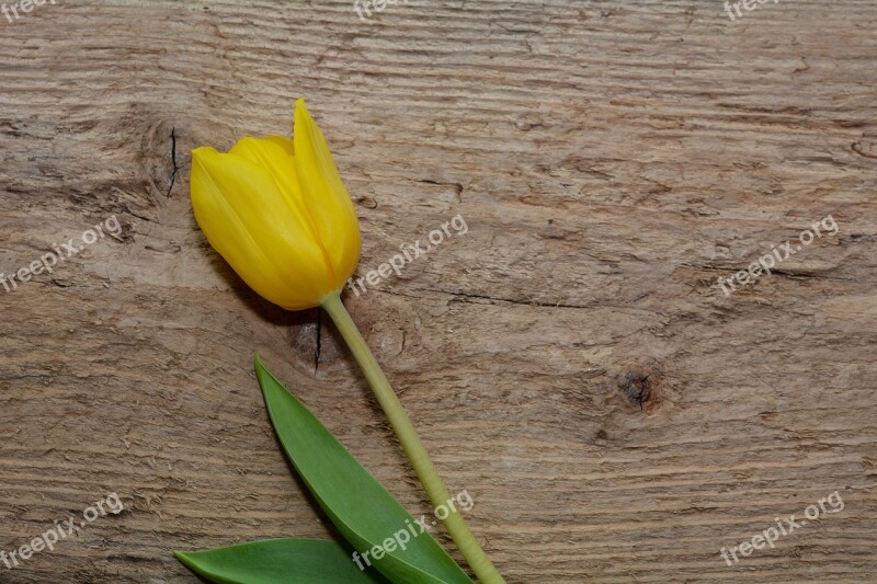 Tulip Flower Schnittblume Spring Flower Yellow