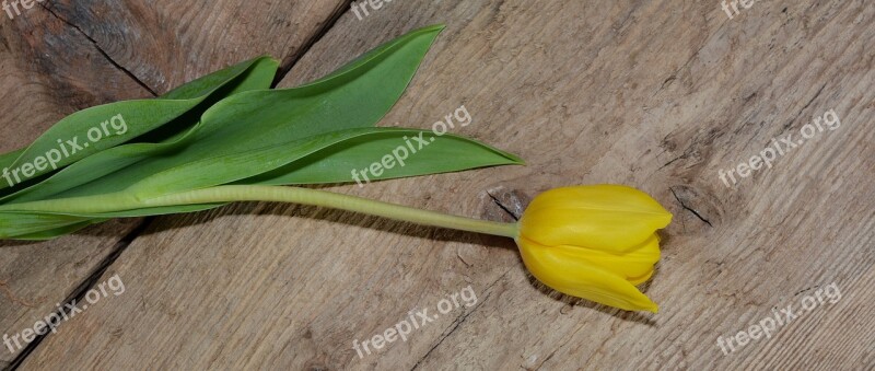 Tulip Flower Schnittblume Spring Flower Yellow