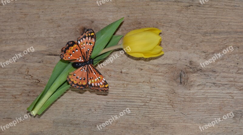 Flower Tulip Schnittblume Yellow Yellow Flower