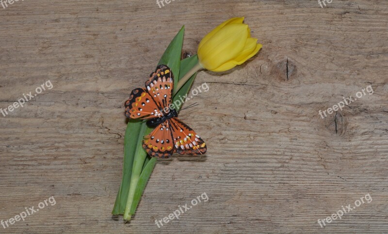 Tulip Flower Schnittblume Yellow Blossom