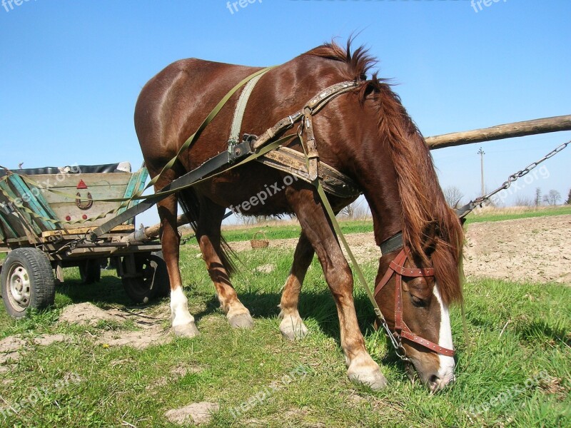 Horse Wagon Village Selskoe Economy