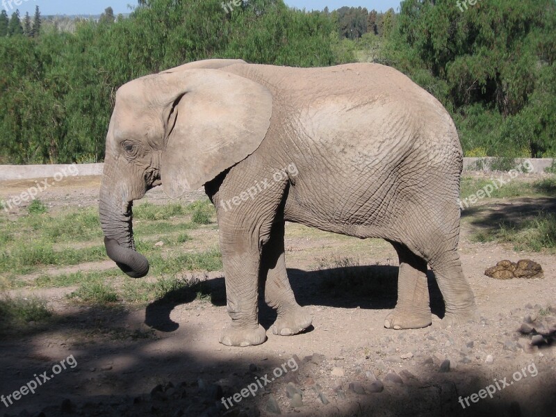 Elephant Zoo Animal Nature Safari