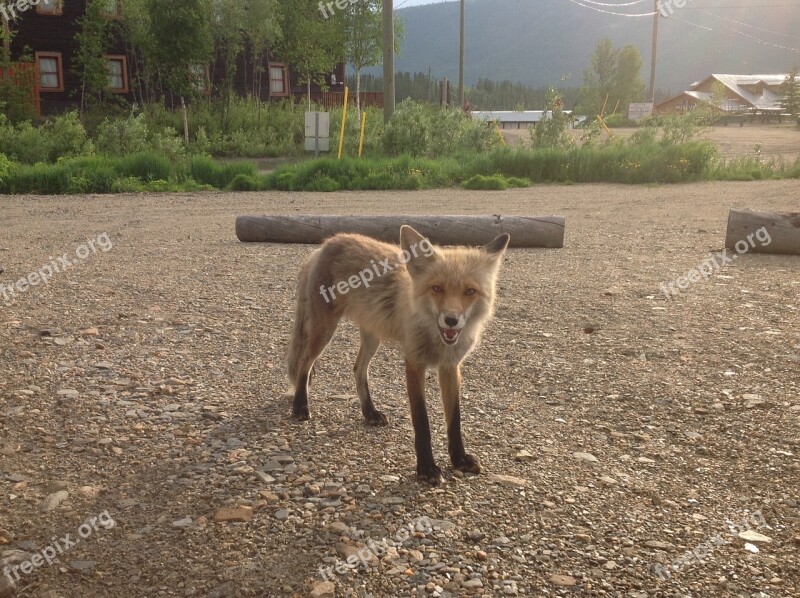 Fox Yukon Summer Keno Free Photos