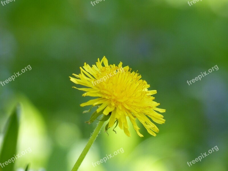 Dandelion Flower Plant Pointed Flower Yellow Flower