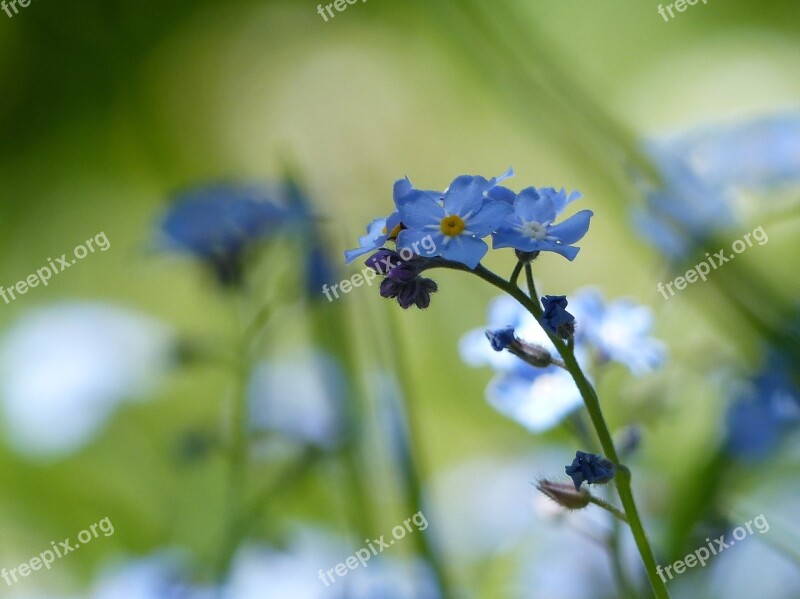 Forget Me Not Flower Spring Nature Plant