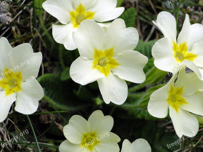 Primroses Spring Yellow Primrose Flowers