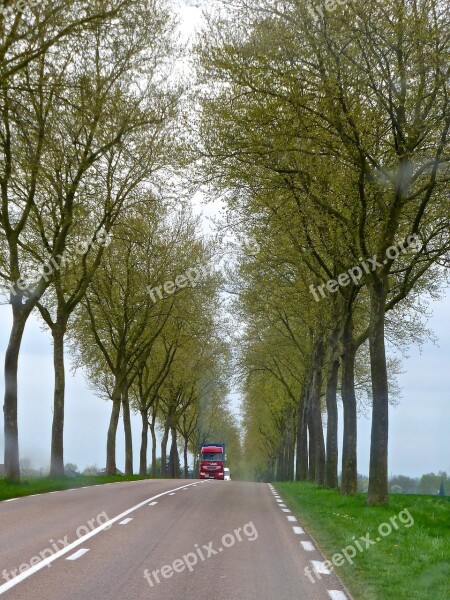 Road Colonade Trees Distant Perspective