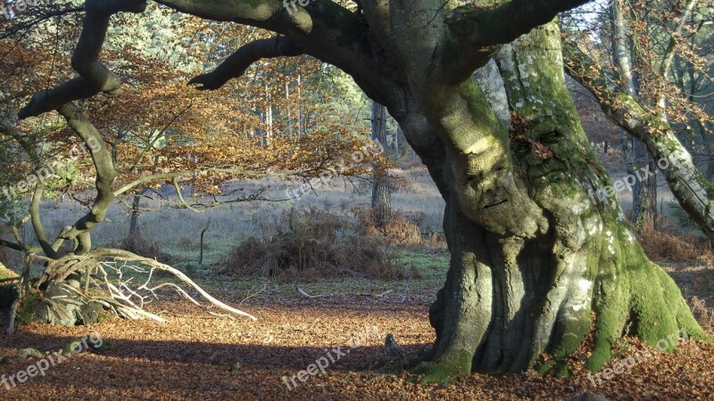 Tree Nature Lovers Landscape Free Photos