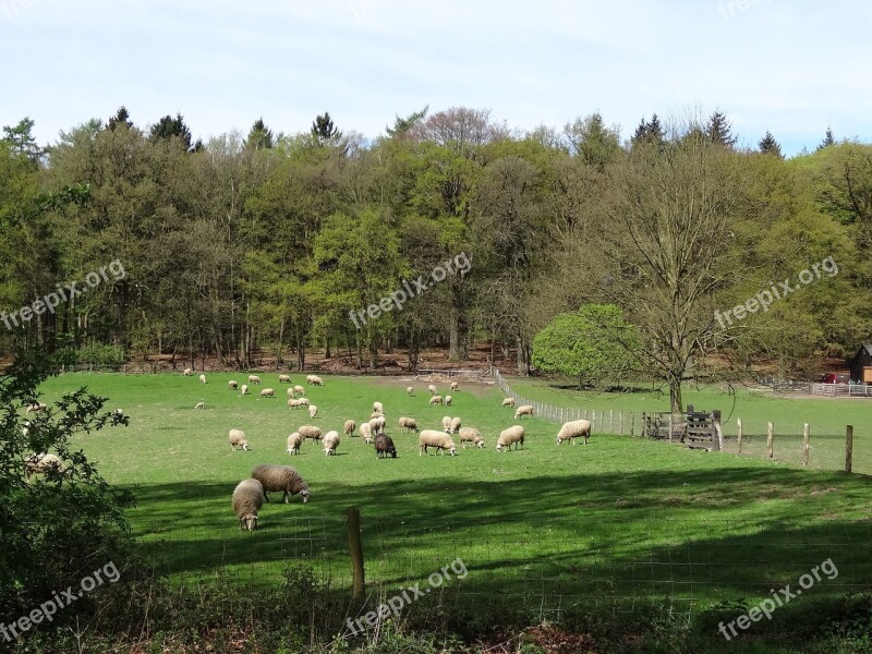 Sheep Lamb White Sheep Nature Grass