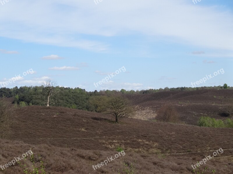 Nature Heide Veluwe Veluwezoom Dutch Landscape