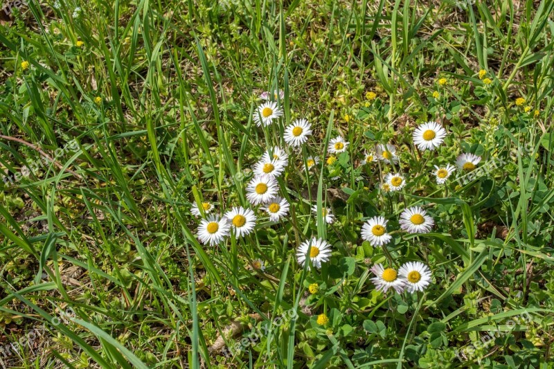 Daisy Grass White Green Yellow