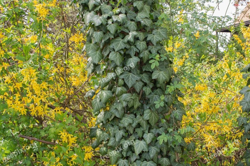 Ivy Green Yellow Log Climber Plant