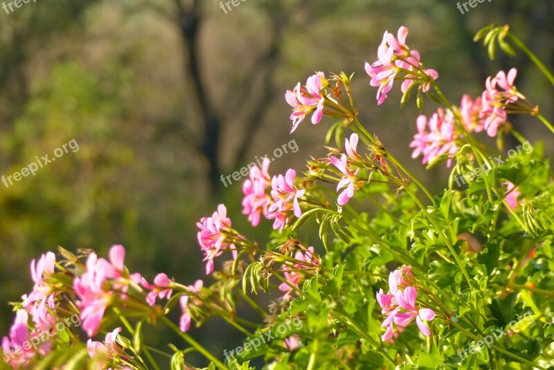 Geraniums Flowers Pink Garden Balcony Flowers