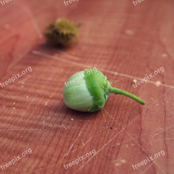 Hazelnut Immature Green Table Fruit