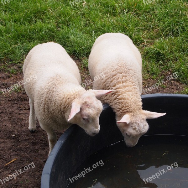 Lambs Drinking Drink Bench Together Mirror