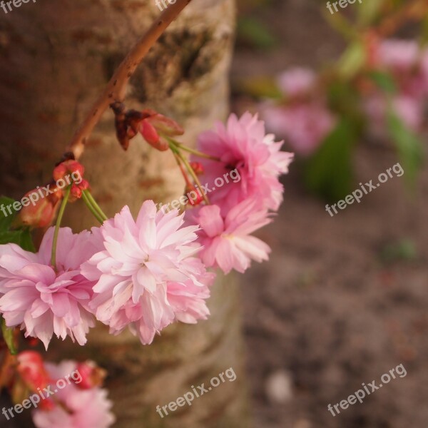 Tree Trunk Blossom Pink Prunus Spring