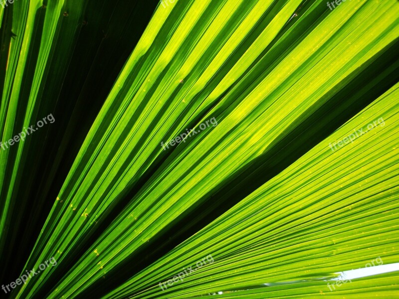 Plant Leaf Rainforest Green Subjects