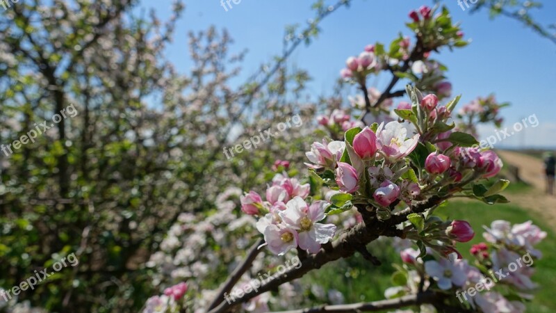 Apple Blossom Spring Blossom Bloom Apple Tree