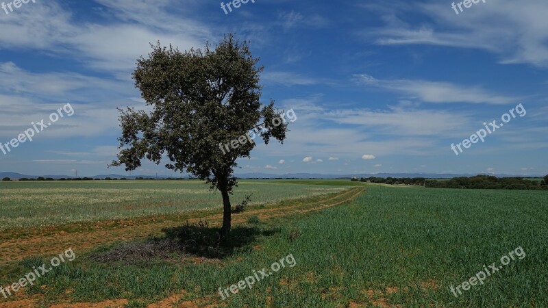 Tree Sky Blue Green Nature