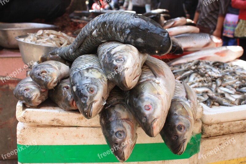 Fish Fish Treatment Fish Stand Nepal Kathmandu