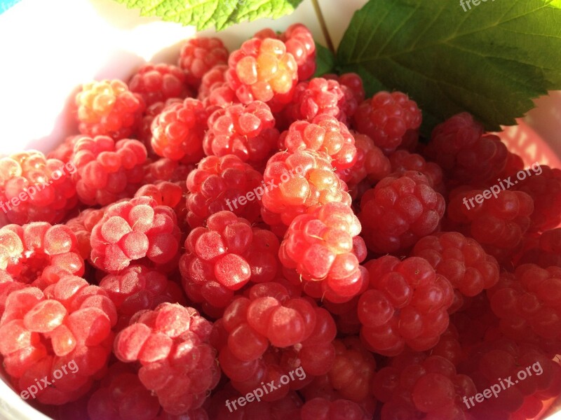 Raspberries Berry Red Good Free Photos