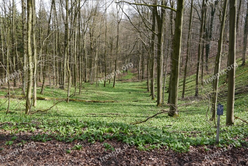 Forest Nature Premiumweg Landscape Hiking