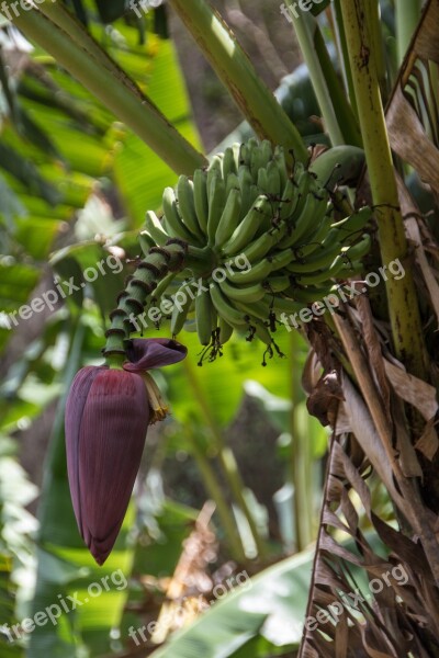 Cuba Bananas Banana Flower Banana Shrub Fruit Green