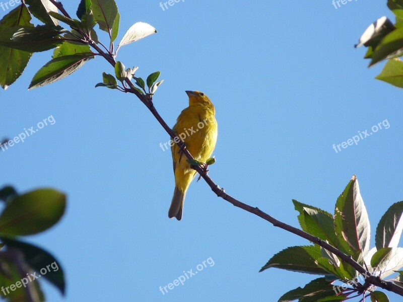 Birds Goldfinch Nature Fauna Free Photos